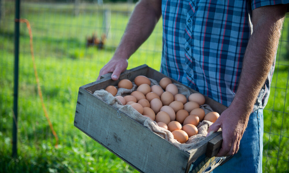 crate of eggs